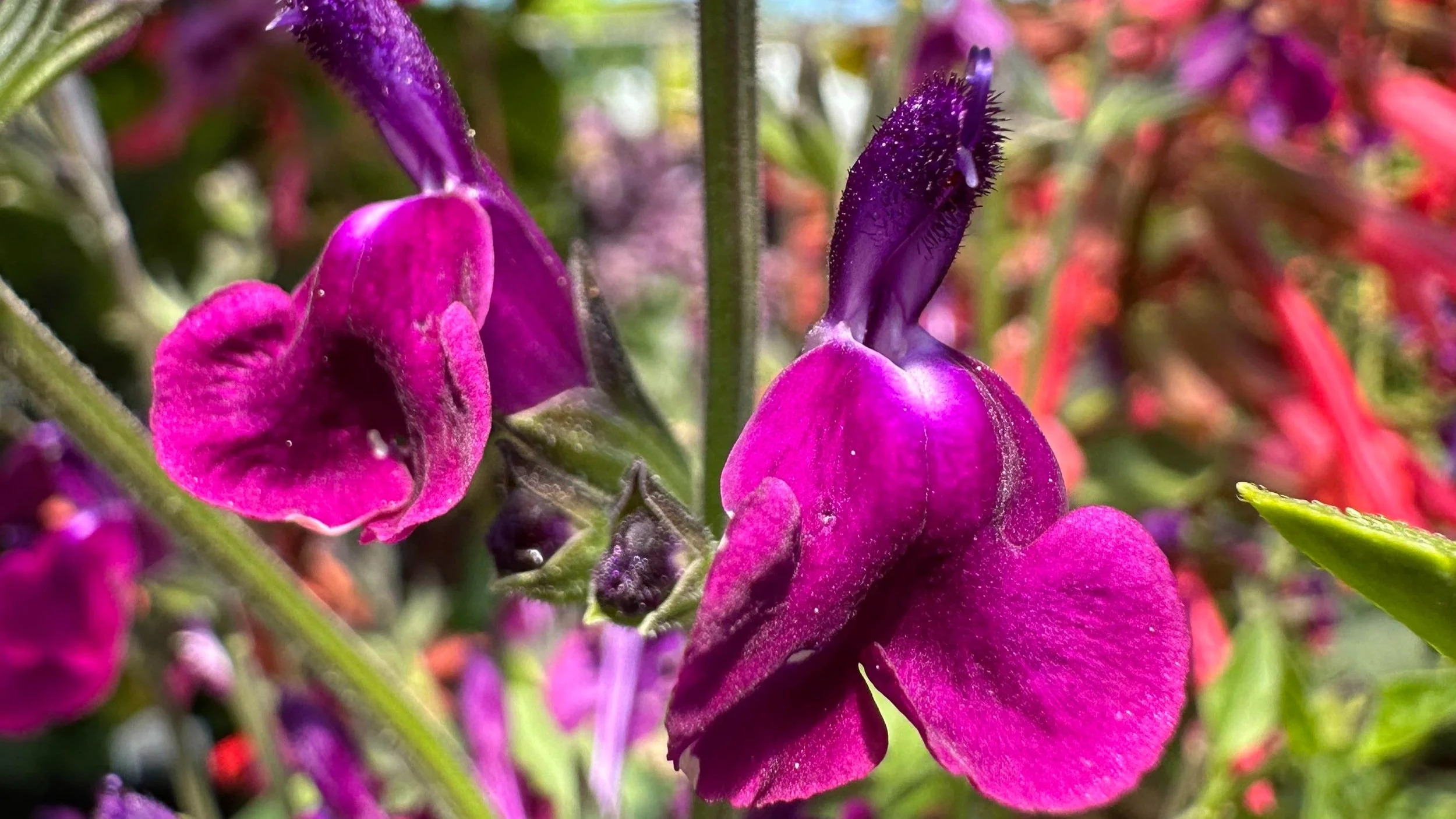 A Summer of Salvias — Sunnyside Nursery
